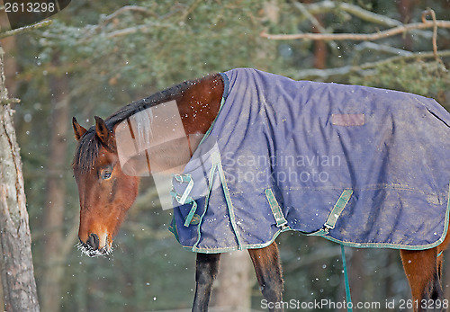 Image of Horse in blanket