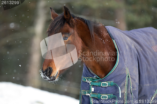 Image of Horse portrait