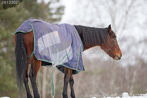 Image of Horse ouside in blanket