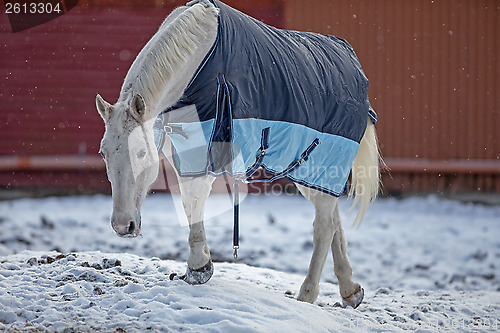 Image of Horse ouside in blanket