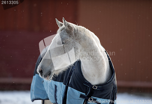 Image of Horse portrait