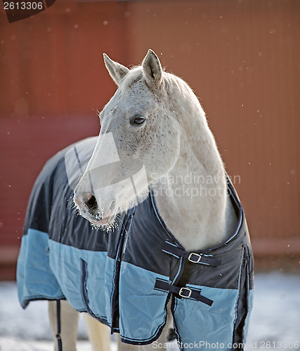 Image of Horse portrait