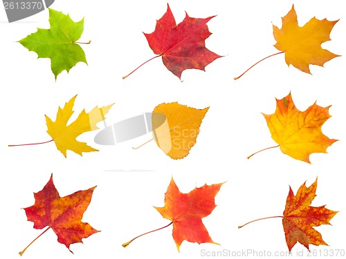 Image of Maple leaves