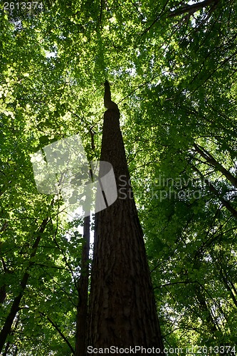 Image of Green forest