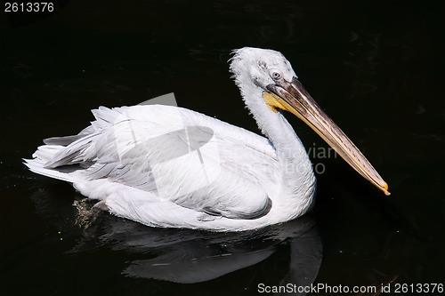 Image of Pelican