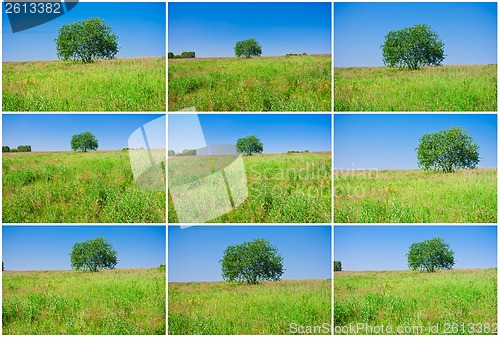 Image of Tree and field