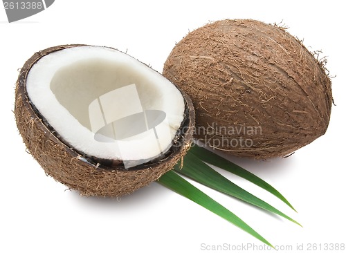 Image of Coconut