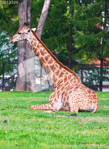 Image of Giraffe