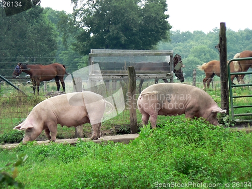 Image of Pigs 1