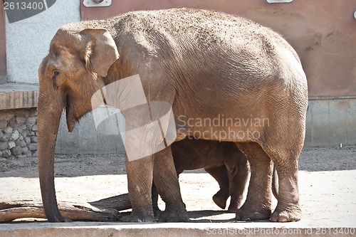 Image of Elephant