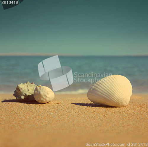 Image of seashells on beach - vintage retro style