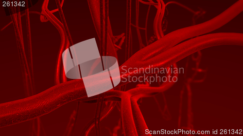 Image of Human blood arteries and veins