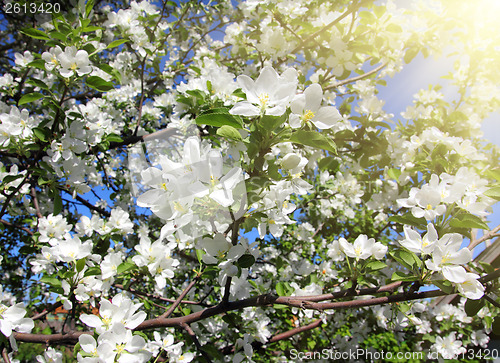 Image of blossom apple tree branch