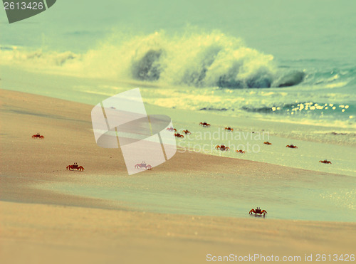 Image of many crabs on beach - vintage retro style