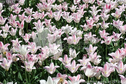 Image of Tulip flowers