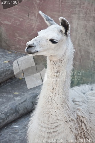 Image of Llama