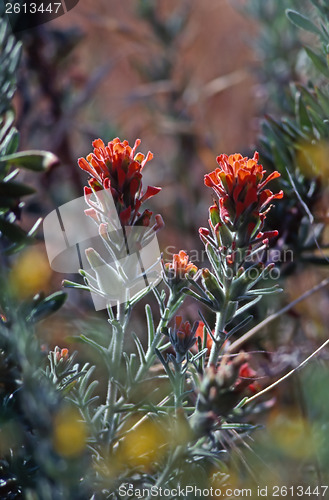 Image of Flower field