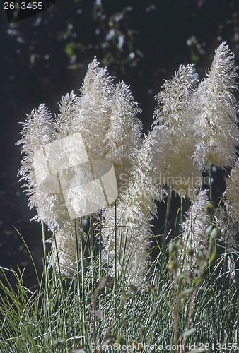 Image of White plants