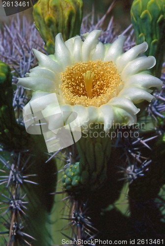 Image of Saguaro flower