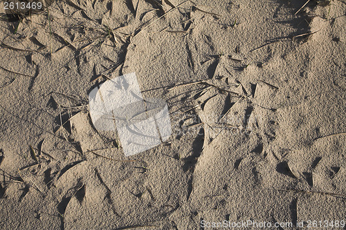 Image of Detail of the sand pattern at the beach Island of Fanoe in Denma