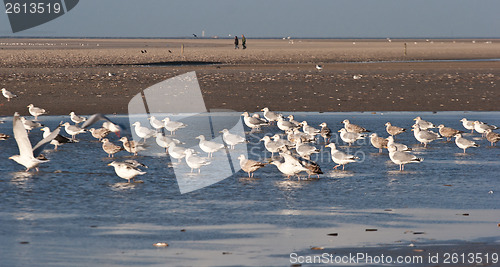 Image of Seagull Island of Fanoe in Denmark