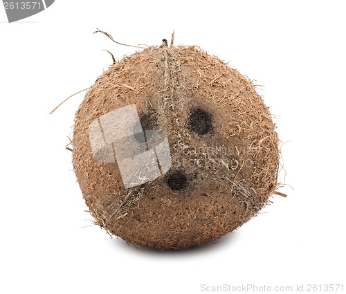 Image of Coconut