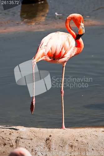 Image of Flamingo