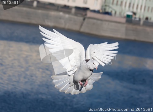 Image of White pigeon