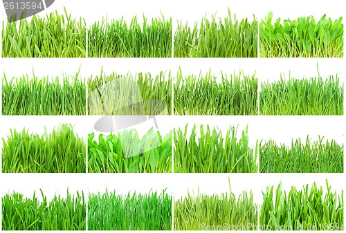 Image of Green grass