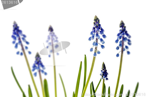 Image of grape hyacinth