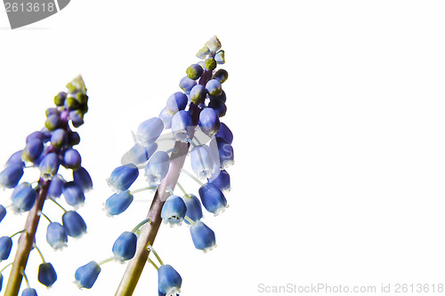 Image of grape hyacinth