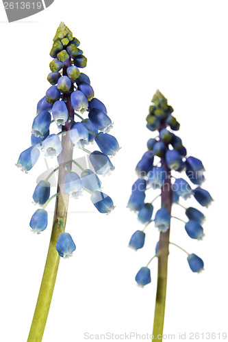 Image of grape hyacinth