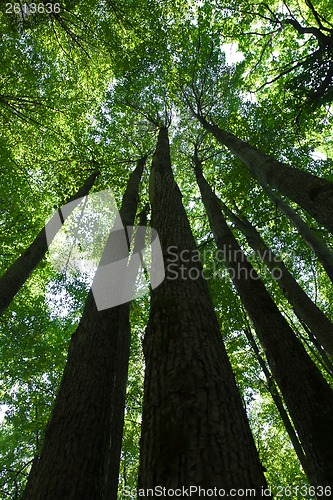 Image of Green forest