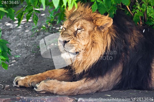 Image of Lion