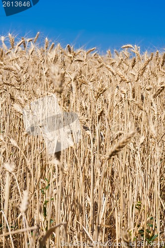 Image of Wheat field