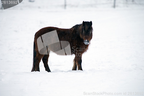 Image of Pony in the Snow