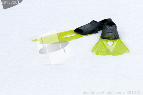 Image of Flippers lying on the snow