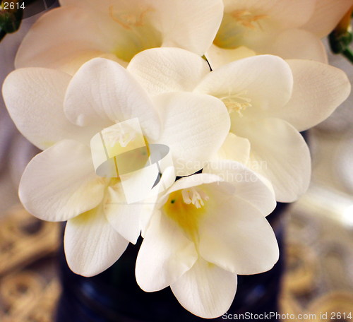 Image of White in full blossom