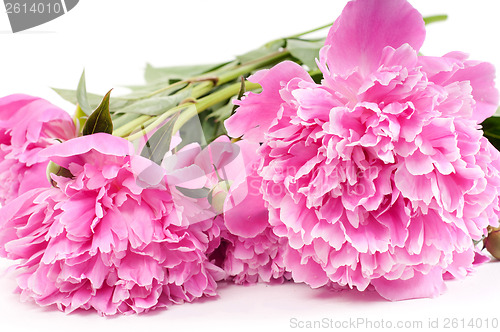 Image of Pink peony