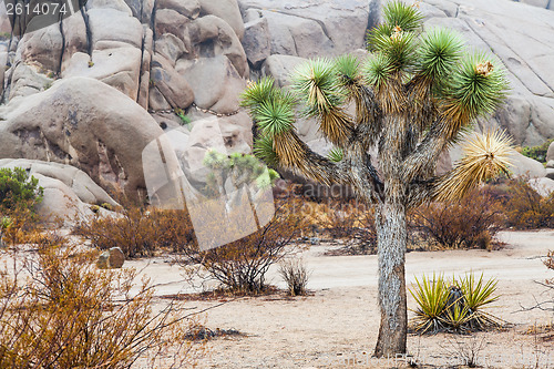 Image of Joshua Tree