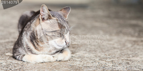 Image of Sleeping cat