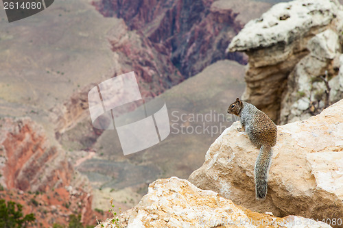 Image of Grand Canyon Squirrel