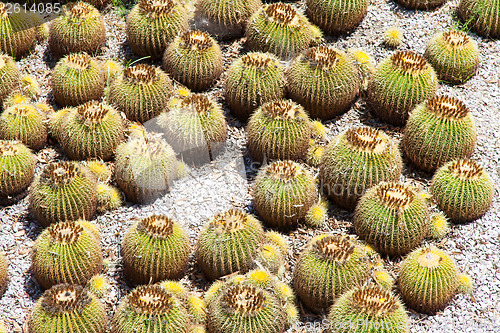 Image of Cactus Garden