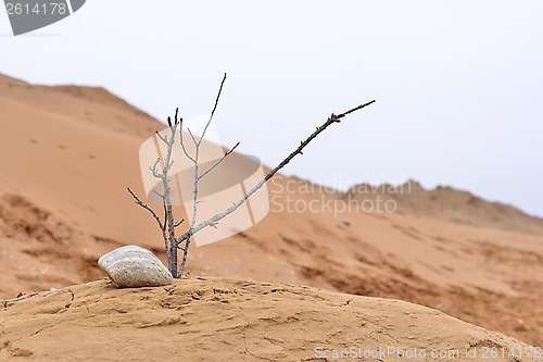 Image of nature ikebana