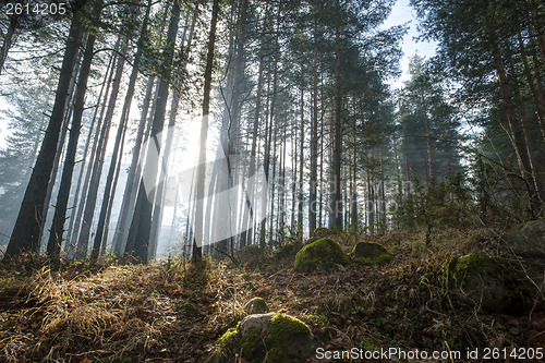 Image of Sunlight through the trees