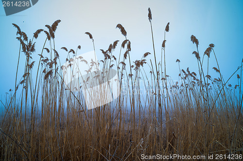 Image of Bulrush on blue sky background