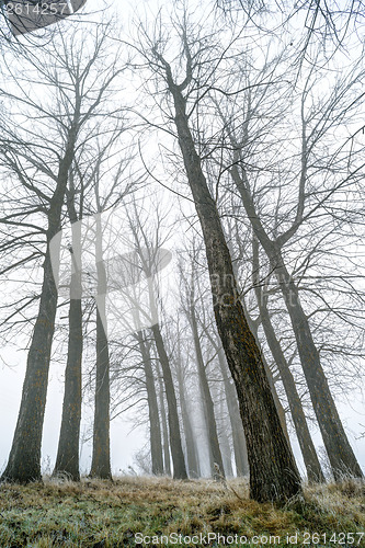 Image of Trees in fog