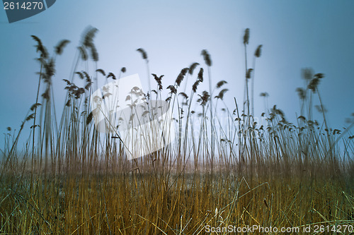 Image of Bulrush on blue sky background