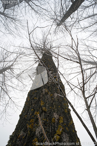 Image of Trees in fog