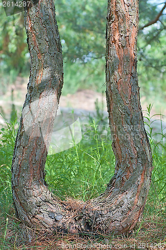 Image of Curved trunk of a pine.